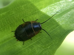 Ellipsidion