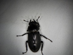 Dorcus rectus rectus