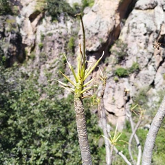 Pittocaulon praecox