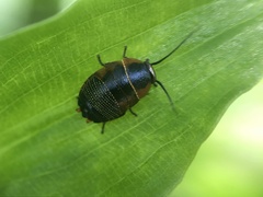 Ellipsidion
