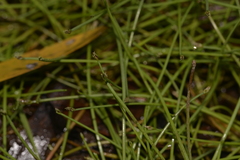 Eleocharis minuta