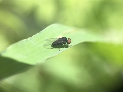 Lindneromyia