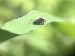 Lindneromyia