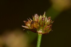 Juncus planifolius