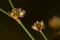 Juncus planifolius