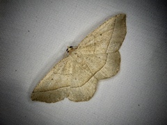 Rhynchobapta cervinaria