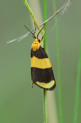 Eudesmia arida