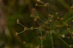 Juncus planifolius