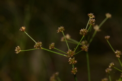 Juncus planifolius