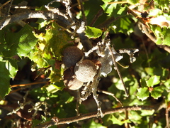 Burnettweldia washingtonensis
