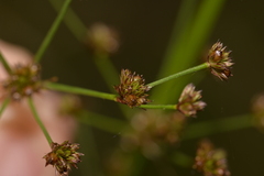 Juncus planifolius