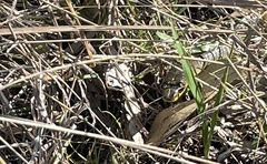 Dendrelaphis punctulatus
