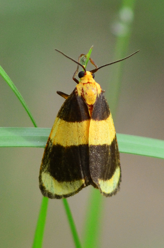 Arid Eudesmia Moth