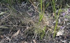 Dendrelaphis punctulatus
