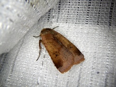 Diarsia ruficauda