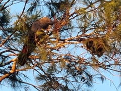 Calyptorhynchus lathami