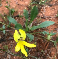 Goodenia arguta