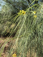 Parkinsonia