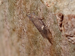 Cixiinae