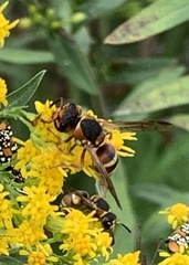 Euodynerus hidalgo