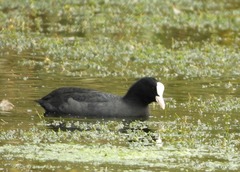 Fulica atra