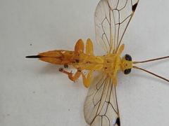 Pimplinae