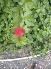 Calliandra tergemina