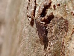 Cixiinae