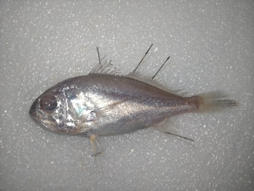 Bighead pennah croaker (Pennahia macrocephalus) — Sciaenidae — 4