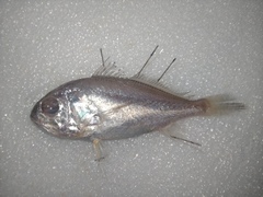 Pennahia macrocephalus