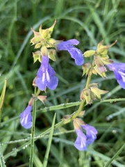 Salvia prunelloides