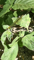 Calopteryx