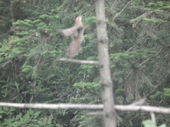 Pterorhinus sannio