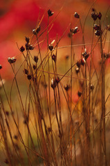 Oreojuncus monanthos