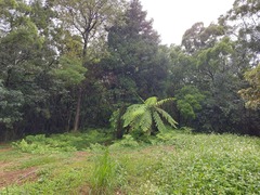 Alsophila spinulosa