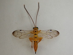 Pimplinae
