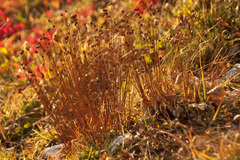 Oreojuncus monanthos