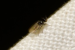 Oscinellinae