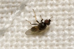 Oscinellinae