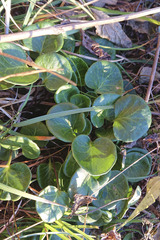 Soldanella montana