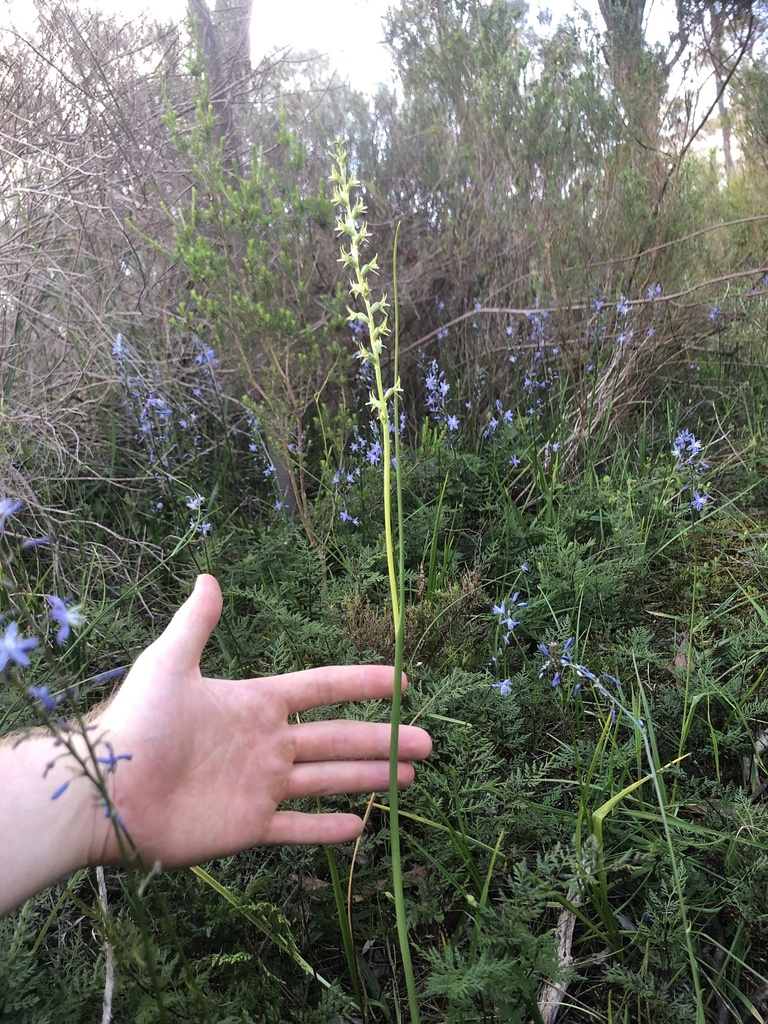 Prasophyllum pallidum