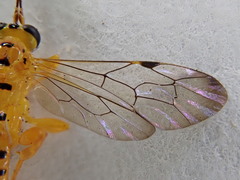 Pimplinae