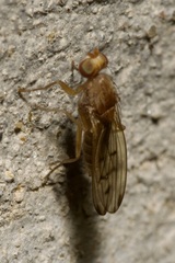 Opomyza florum