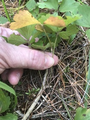 Waldsteinia fragarioides