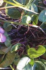 Soldanella montana