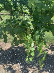 Vitis vinifera