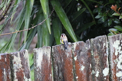 Carduelis carduelis britannica