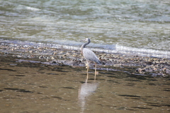 Egretta novaehollandiae novaehollandiae