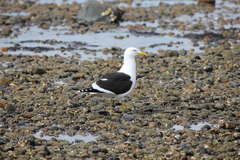 Larus dominicanus dominicanus