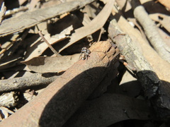 Euophryini